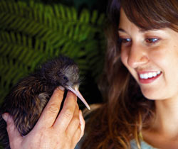 Zoo and animal parks to observe the kiwis